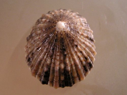 Cellana tramoserica